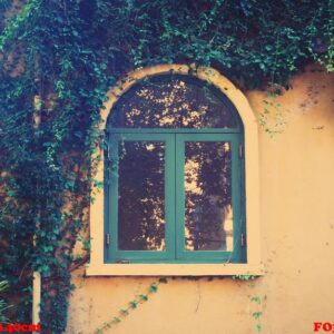 wooden vintage window with creeper leaves plant