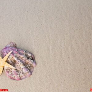 sea shells with sand as background