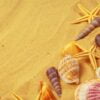 seashells on sand. sea summer vacation background