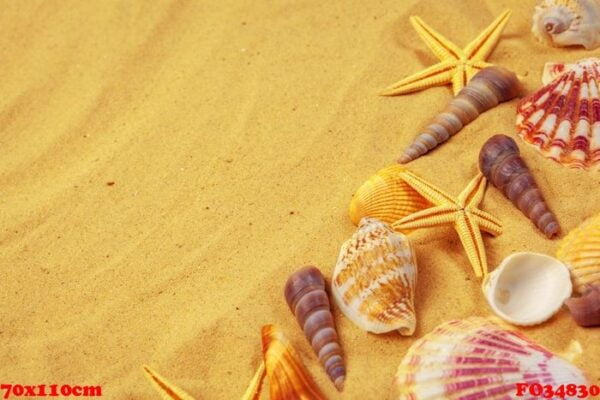 seashells on sand. sea summer vacation background