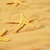 sea sand and sea shells on blue wooden floor