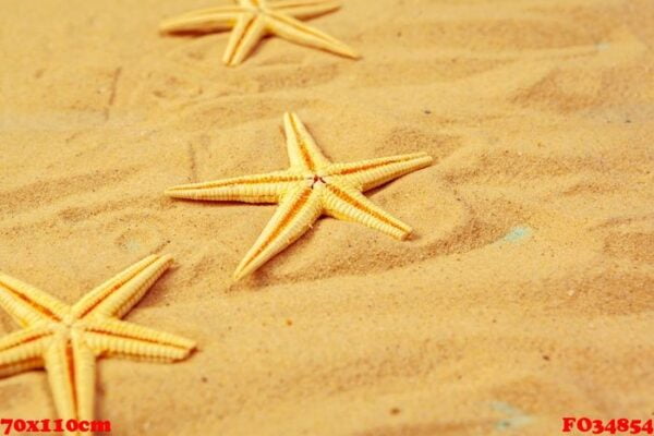 sea sand and sea shells on blue wooden floor