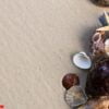 sea shells with sand as background