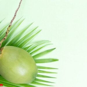 coconut and green leaf palm with starfish on pastel green backgr