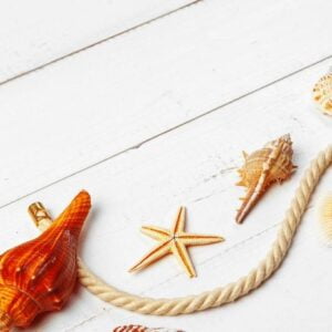 seashells on wooden background.