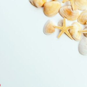 shells isolated on white background