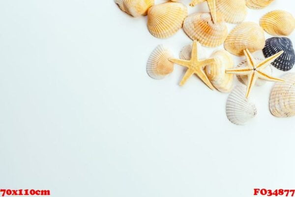 shells isolated on white background