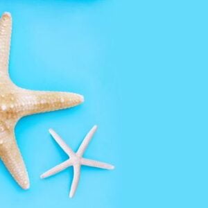 two starfish on blue background. top view with copy space