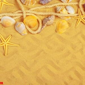 seashells on sand. sea summer vacation background