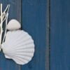 shell on blue wooden background