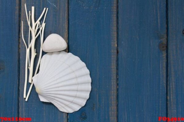 shell on blue wooden background