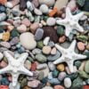 sea pebble stones and starfish