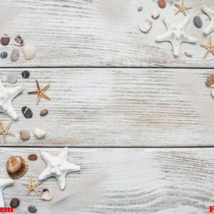 seashells and starfish border