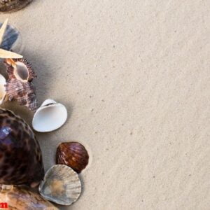 sea shells with sand as background