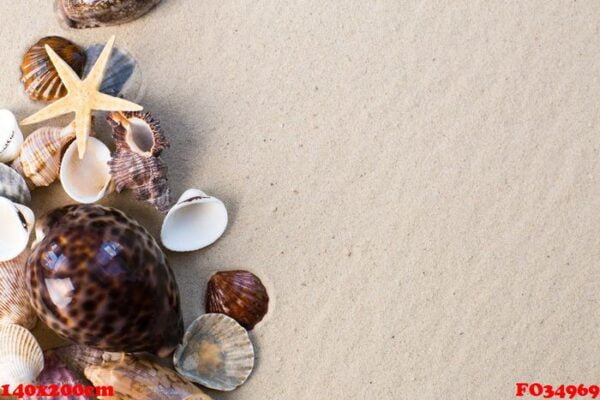 sea shells with sand as background