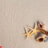 sea shells with sand as background