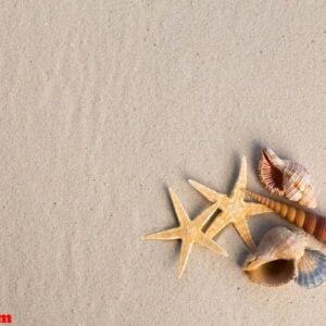 sea shells with sand as background