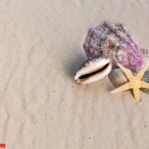 sea shells with sand as background