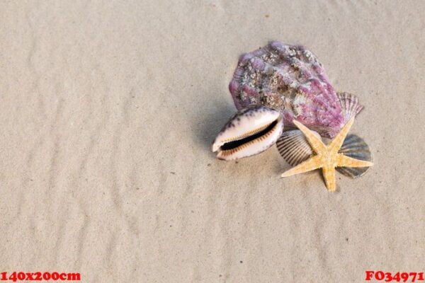 sea shells with sand as background