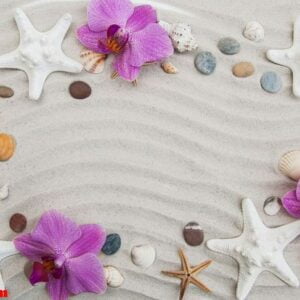 seashells and starfish border