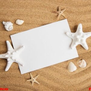 shells, seastars and an blank postcard