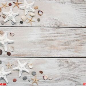 seashells and starfish border