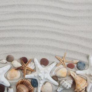 seashells and starfish border