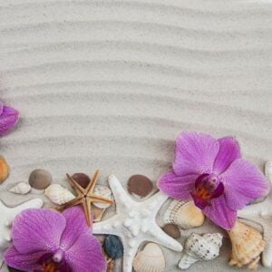 seashells and starfish border