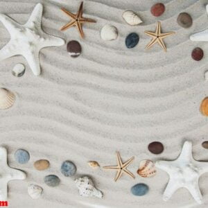 seashells and starfish border