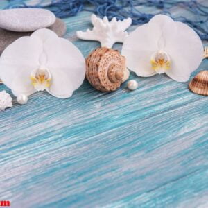 shells, starfish and orchids