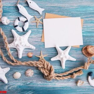 shells, seastars and a blank postcard