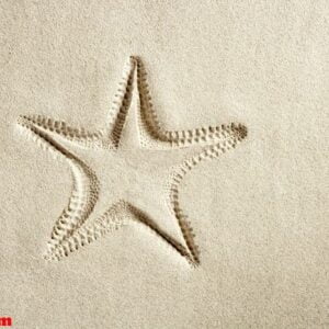 beach starfish print white caribbean sand summer