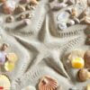 beach white sand starfish print many clam shells