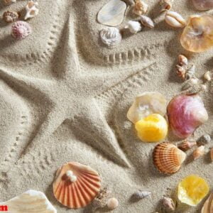 beach white sand starfish print many clam shells