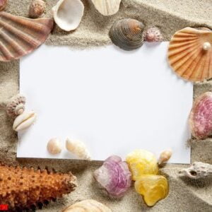 copyspace blank space summer starfish sand shells