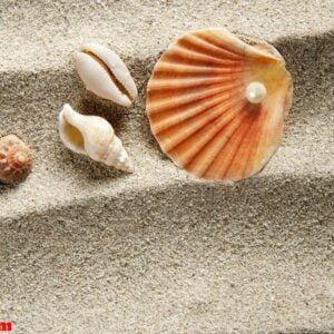 beach sand pearl clam shell summer vacation