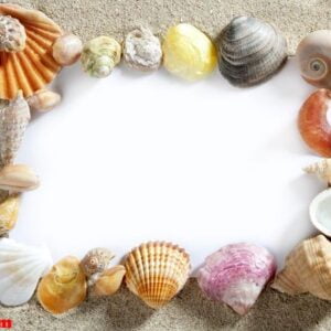 border frame summer beach shell blank copy space