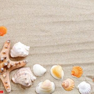 starfish, seashells, sea stones and palm leaves lying on the sea sand . there is a place for labels.