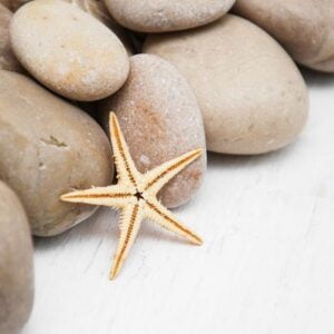 marine background with pebbles and starfish