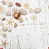 background with seashells and starfishes