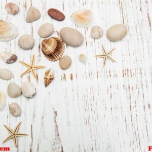 background with seashells and starfishes