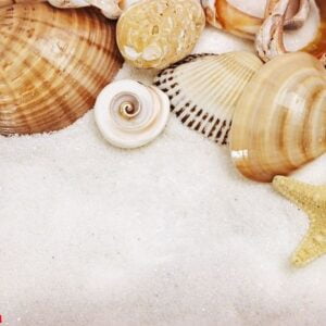 sea shells and star close up on sand background with copy space.