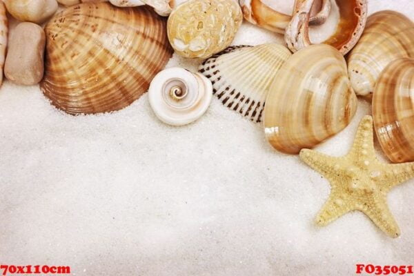 sea shells and star close up on sand background with copy space.