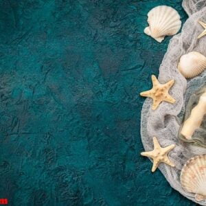 seashells on dark turquoise background