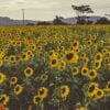 a field of sunflowers