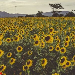 a field of sunflowers