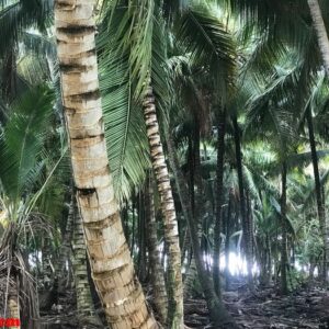 palms grow side by side in the jungles