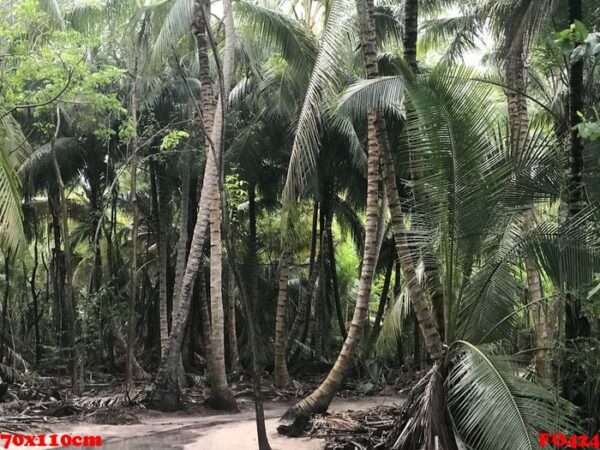 palms grow side by side in the jungles