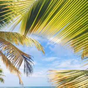 yellow and green leaves of palm on golden beach