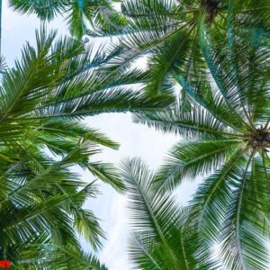 coconut palm tree on sky background